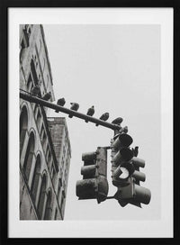 New York City Doves, arte de Rikard Martin con marco