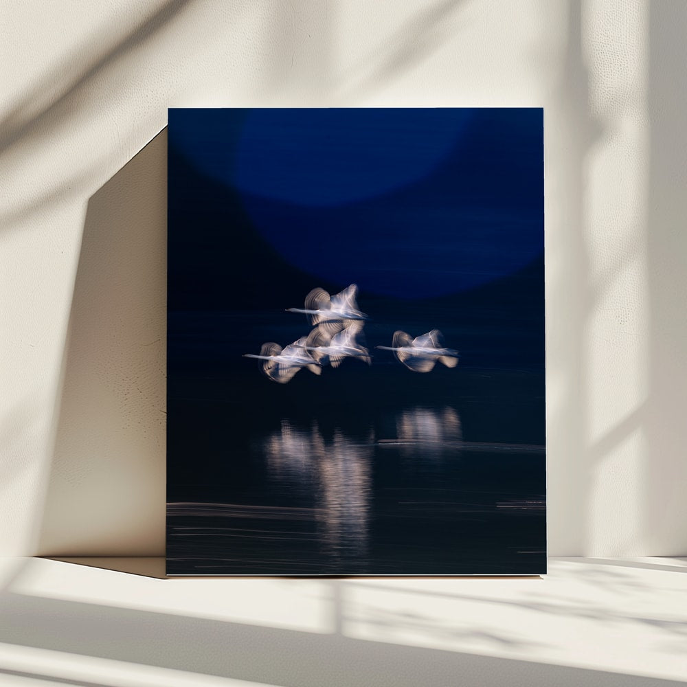 Ethereal Swans In Motion
