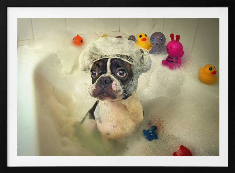 Boston Terrier Bath Time