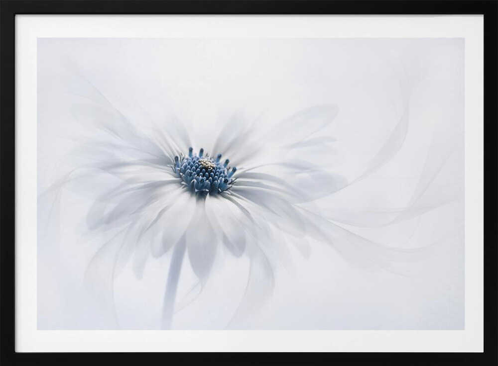 Delicate White Bloom