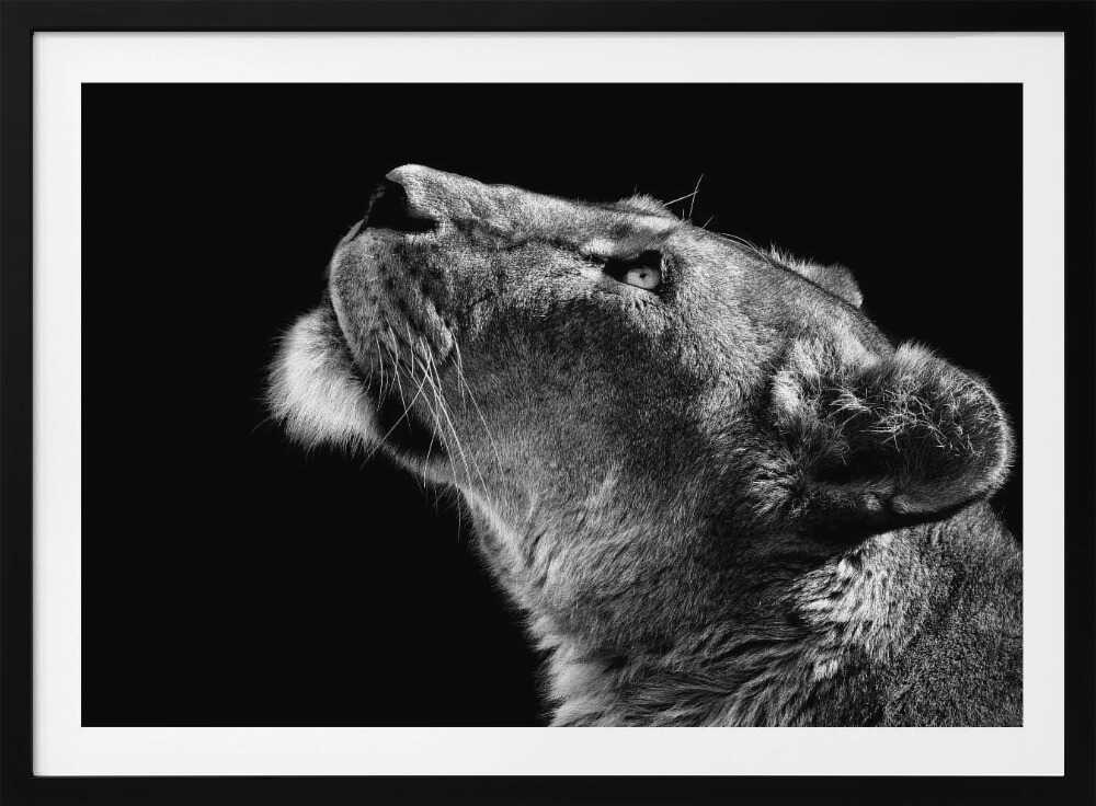 Majestic Lioness Gaze, arte de Christian Meermann