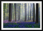Misty Bluebell Forest