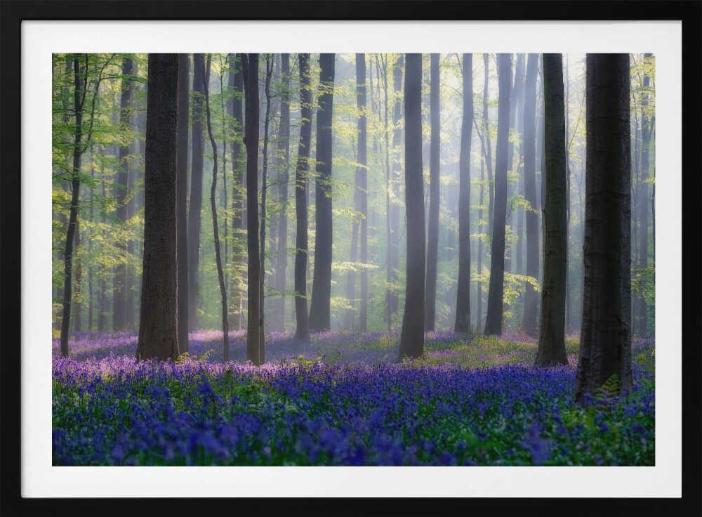 Misty Bluebell Forest