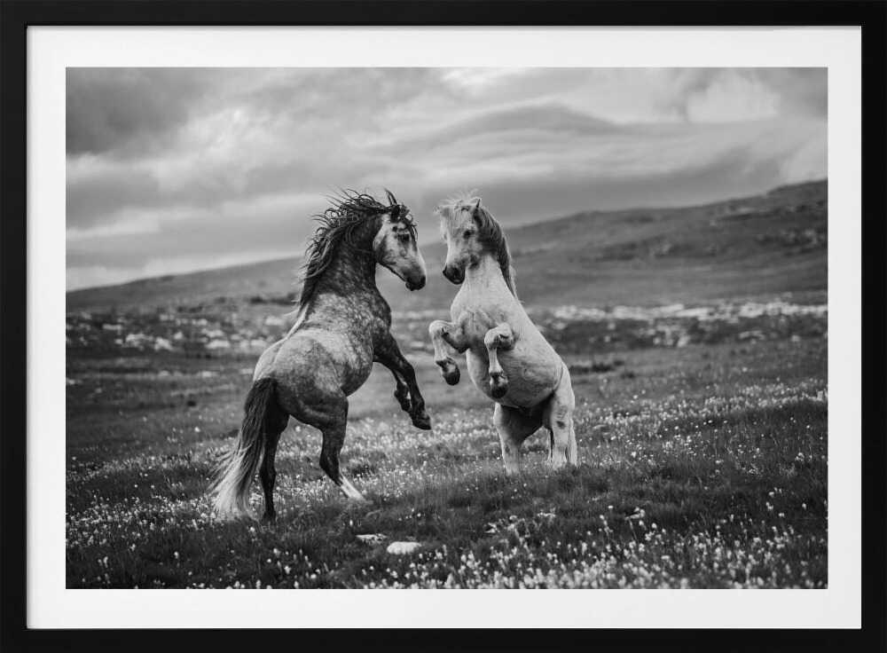 Wild Horses Rearing