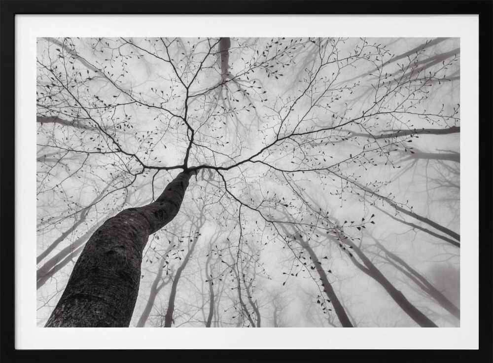 Winding Tree in Mist