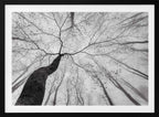 Winding Tree in Mist