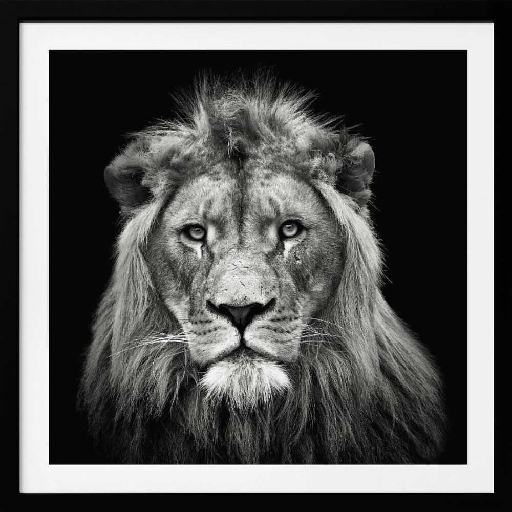 Majestic Lion Portrait, arte de Christian Meermann