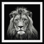 Majestic Lion Portrait, arte de Christian Meermann