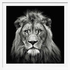 Majestic Lion Portrait, arte de Christian Meermann