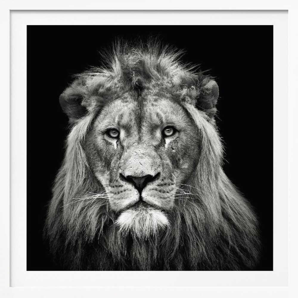 Majestic Lion Portrait, arte de Christian Meermann
