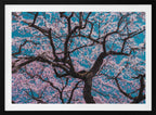 Cherry Blossom Sky, arte de ShikiRyu