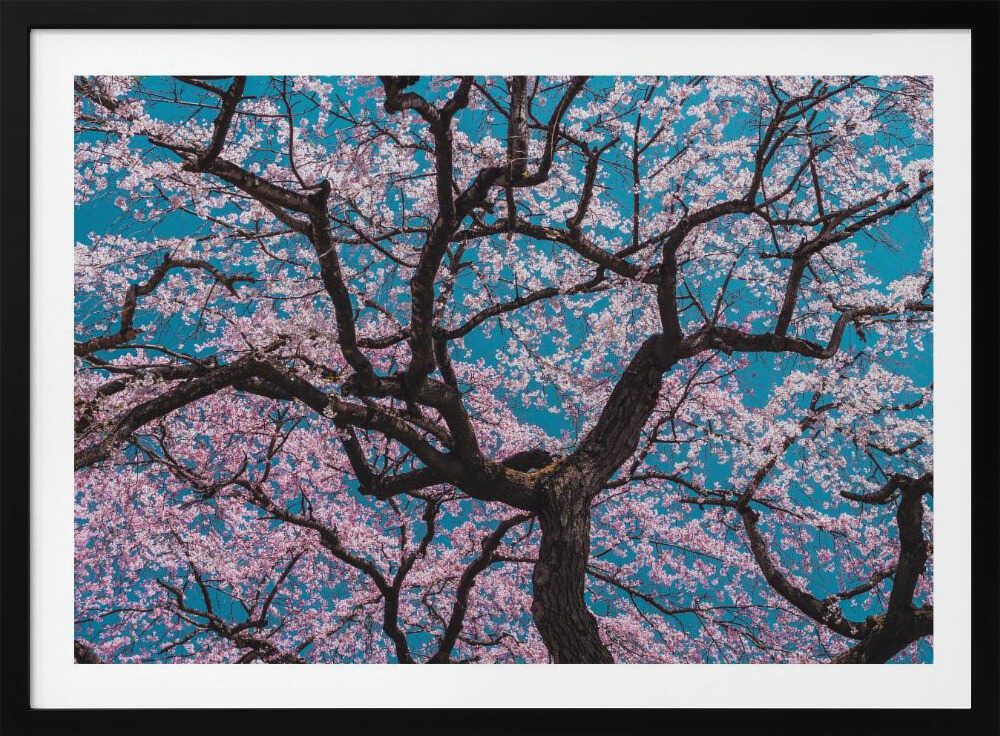 Cherry Blossom Sky, arte de ShikiRyu