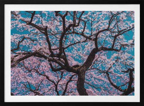 Cherry Blossom Sky, arte de ShikiRyu