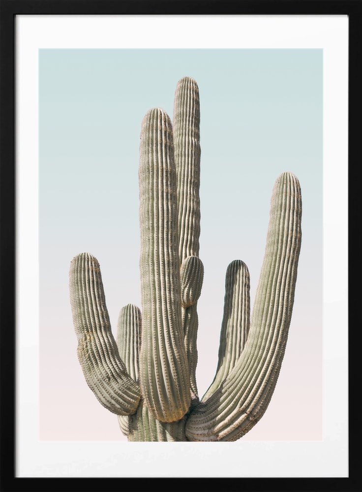 Saguaro