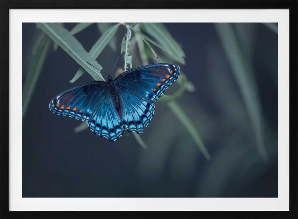 Vibrant Blue Butterfly, arte de Ivy Deng