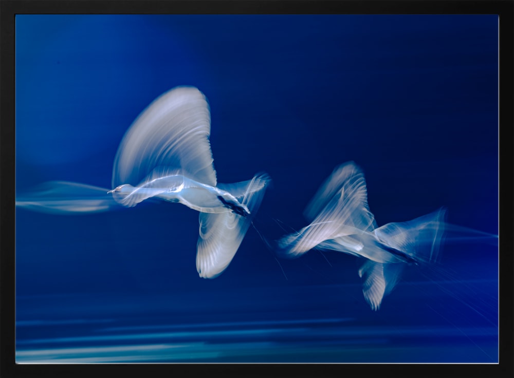 Blue Birds in Motion