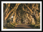 The Avenue