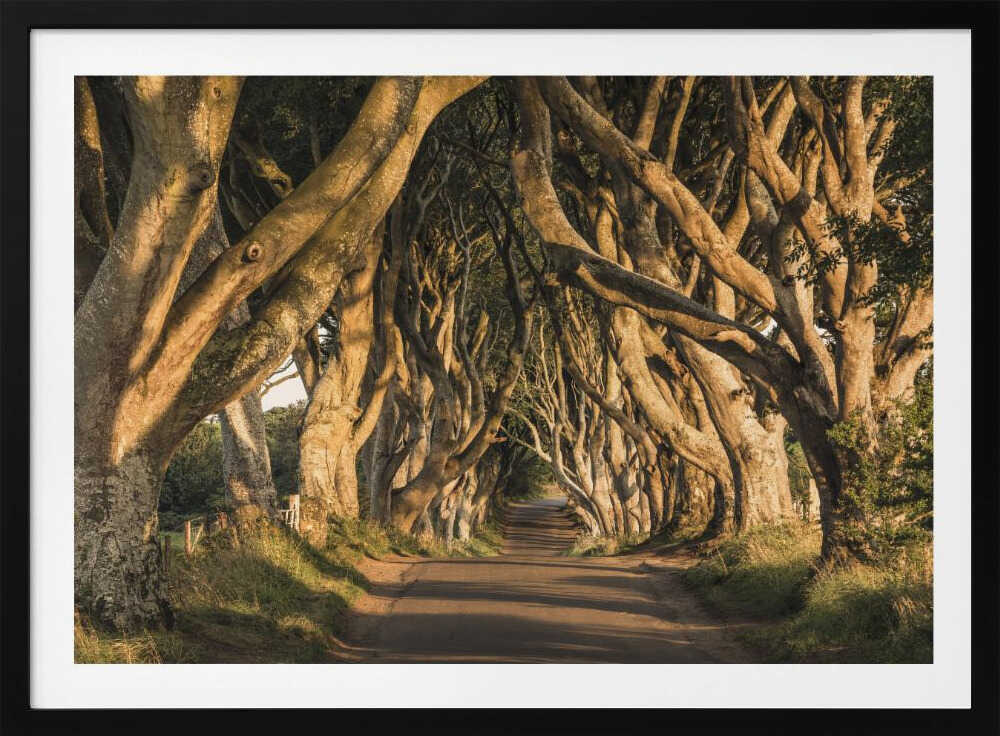 The Avenue