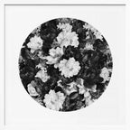 Monochrome Peonies and Butterflies, arte de Sue Skellern