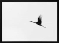 Graceful Motion Flight, arte de Tal Paz-Fridman