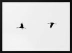 Flying Cranes Silhouette, arte de Tal Paz-Fridman
