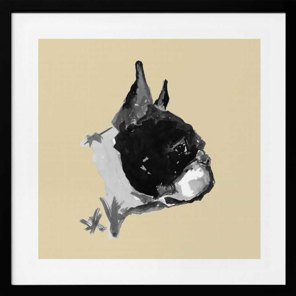 Expressive Boston Terrier Portrait