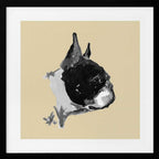 Expressive Boston Terrier Portrait