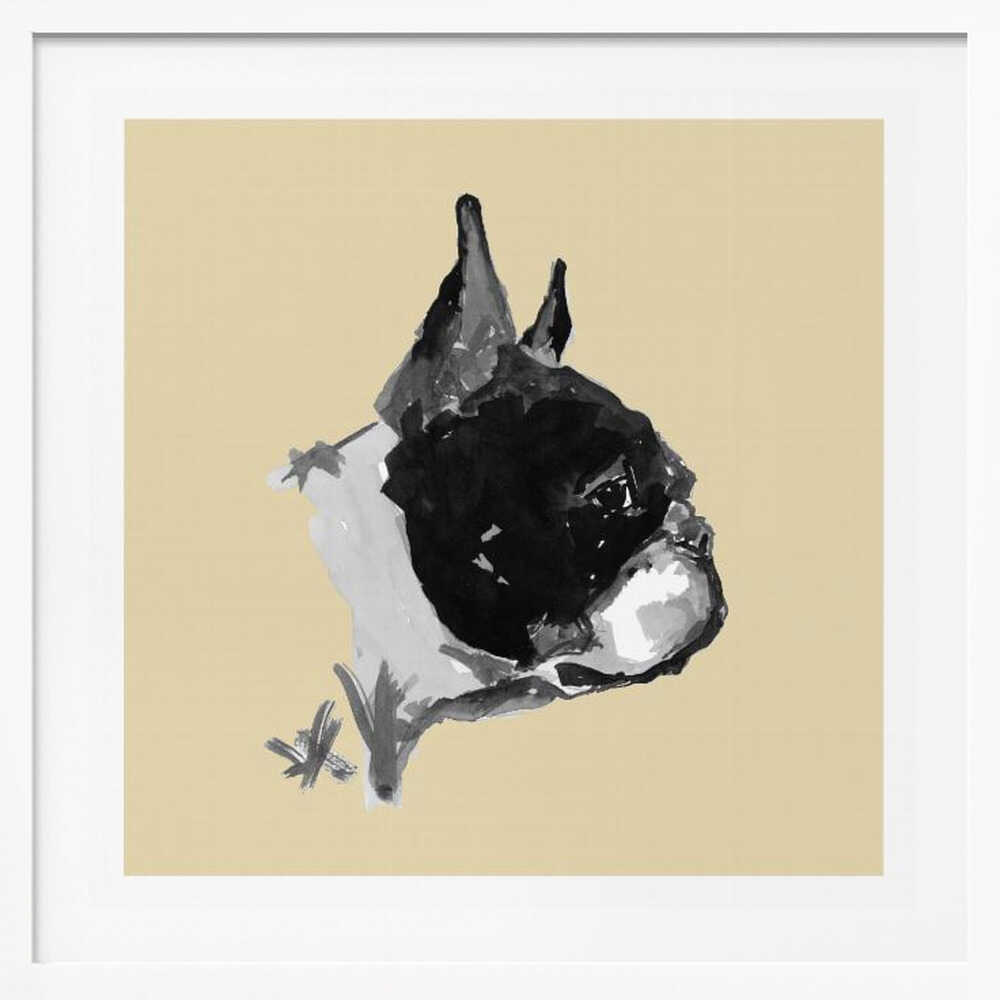 Expressive Boston Terrier Portrait