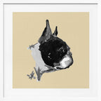 Expressive Boston Terrier Portrait