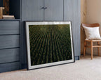 Golden Corn Field Rows, arte de Javier Pardina
