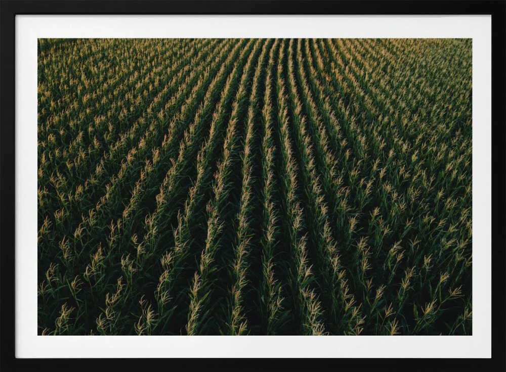 Golden Corn Field Rows, arte de Javier Pardina