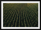 Golden Corn Field Rows, arte de Javier Pardina