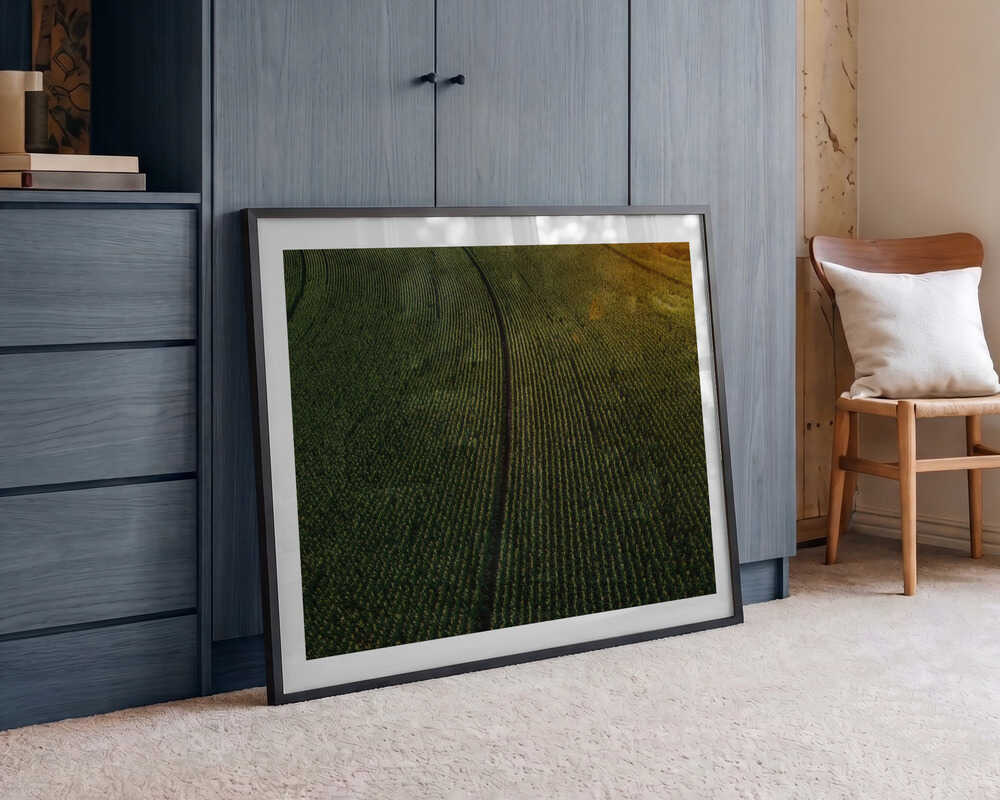 Sunlit Green Crop Rows, arte de Javier Pardina