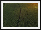 Sunlit Green Crop Rows, arte de Javier Pardina