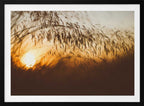 Golden Hour Grass, arte de Javier Pardina