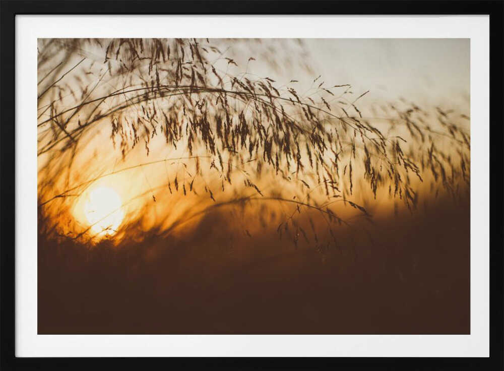 Golden Hour Grass, arte de Javier Pardina