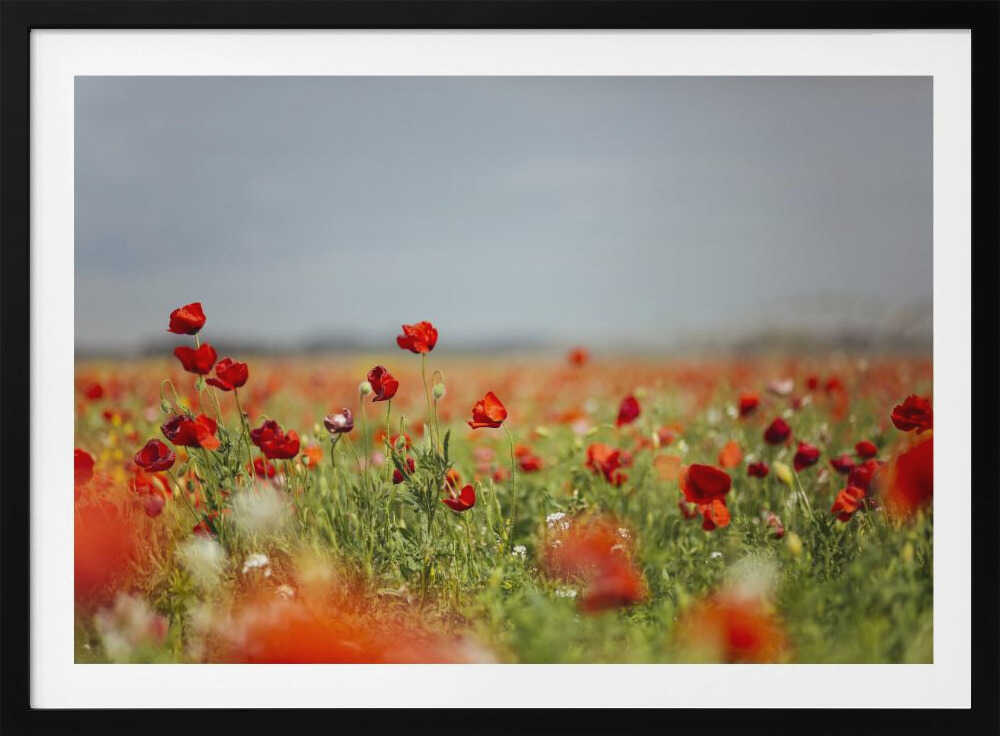 Red Poppy Field, arte de Javier Pardina