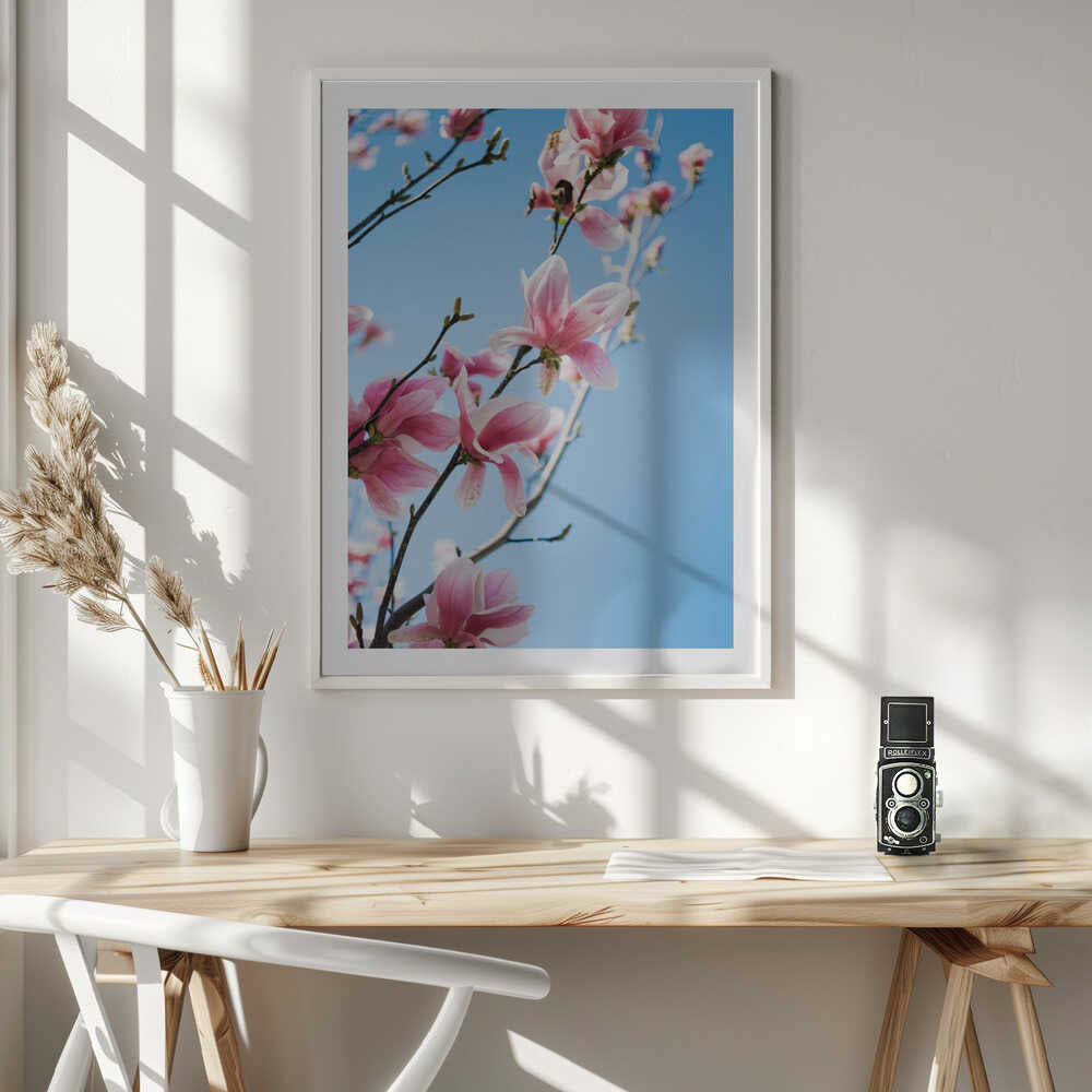 Pink Magnolia Blossoms, arte de Javier Pardina