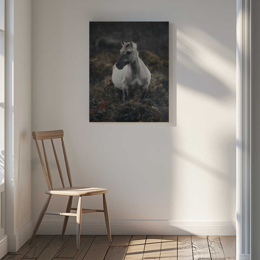 Solitary Wild Horse