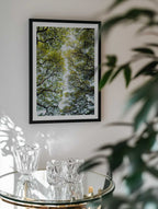 Lush Green Tree Canopy