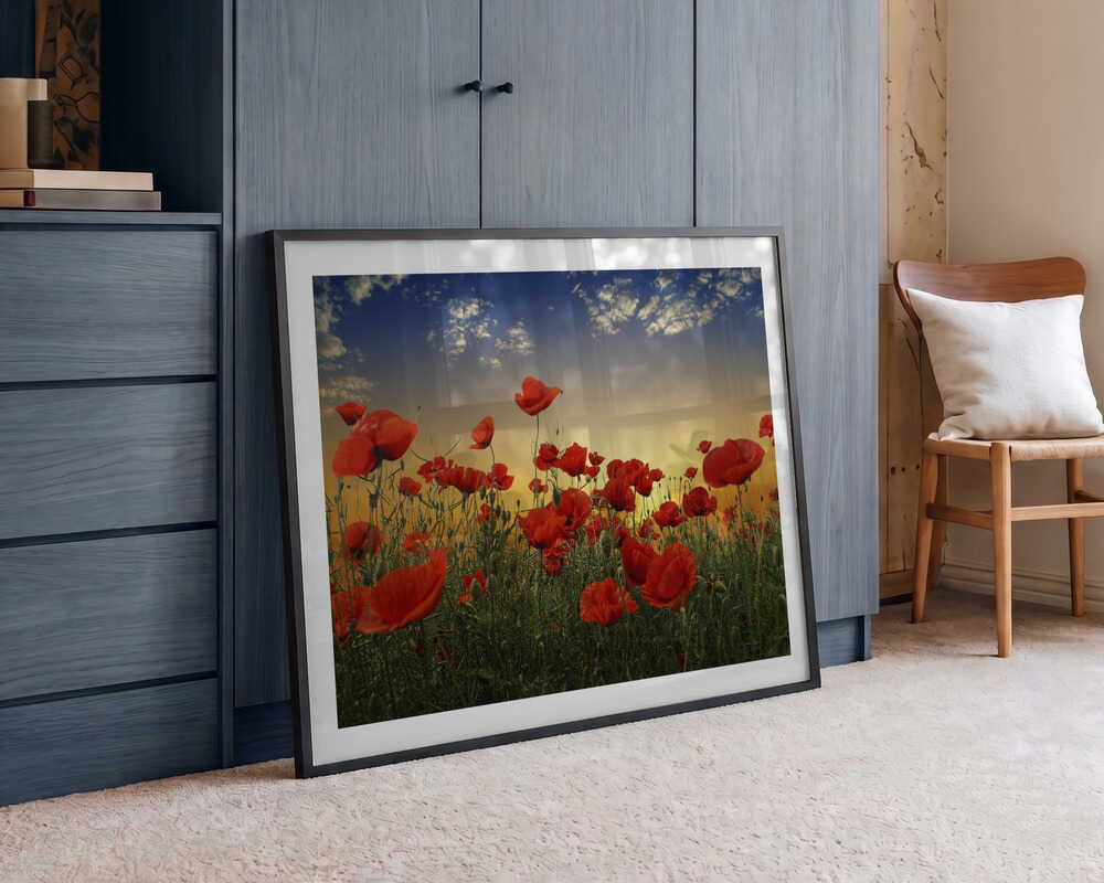 Sunset Poppy Field