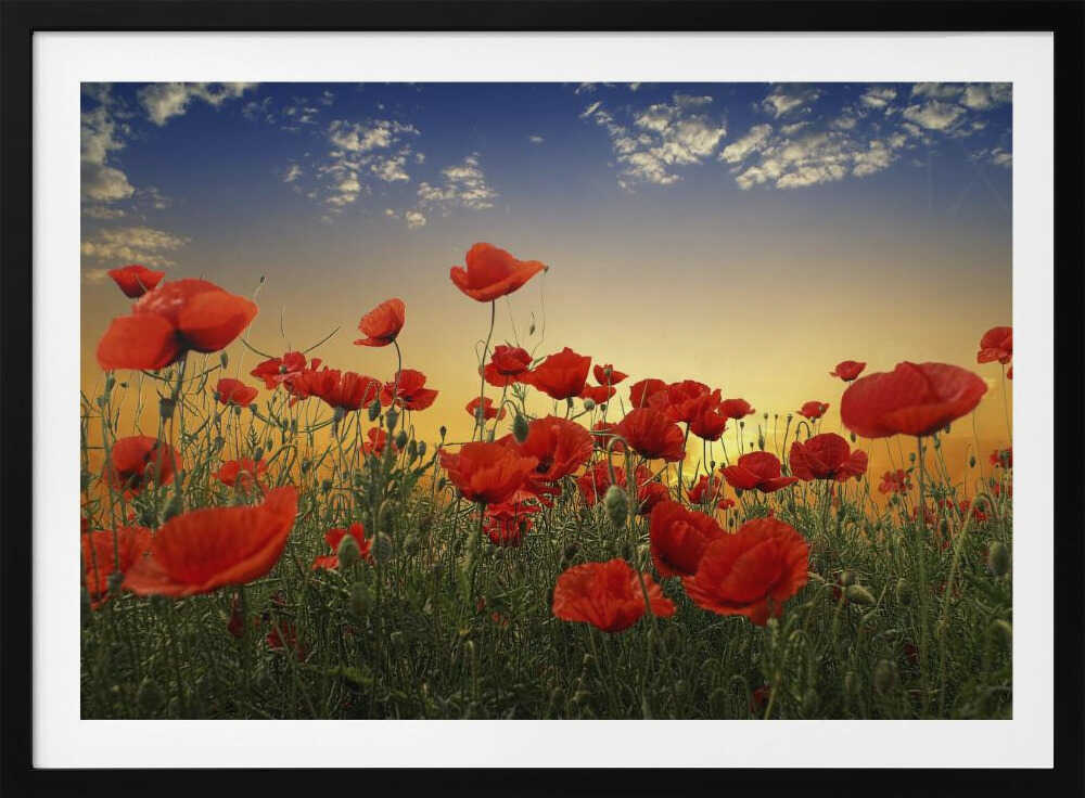 Sunset Poppy Field