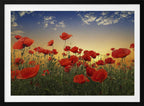 Sunset Poppy Field