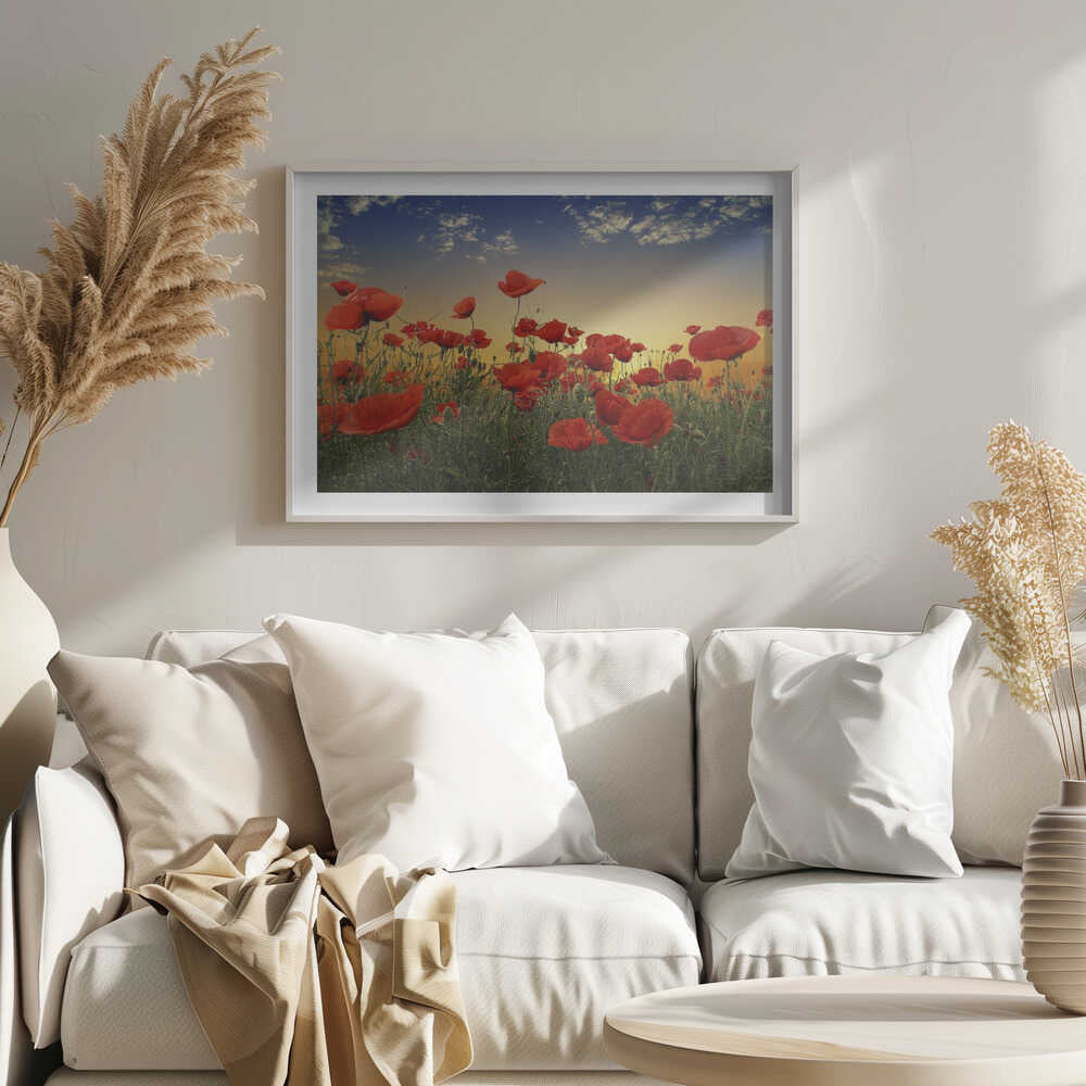Sunset Poppy Field