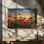 Sunset Poppy Field