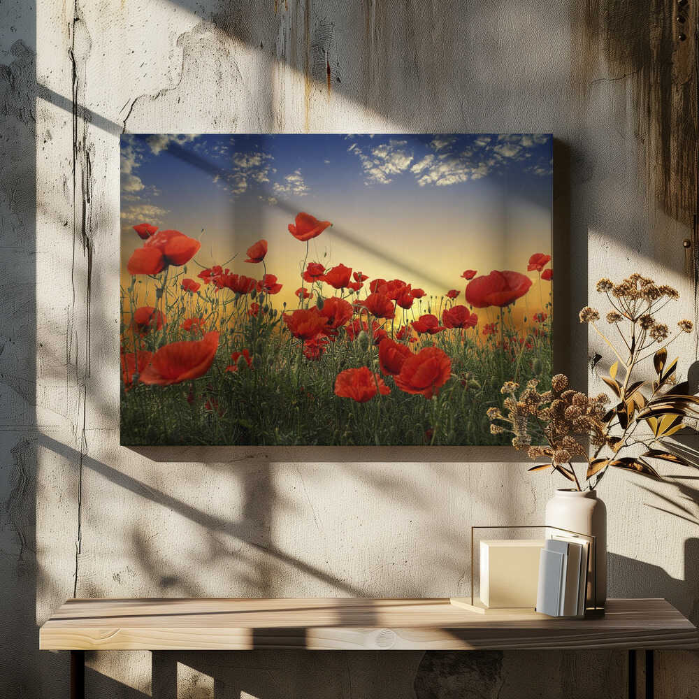 Sunset Poppy Field