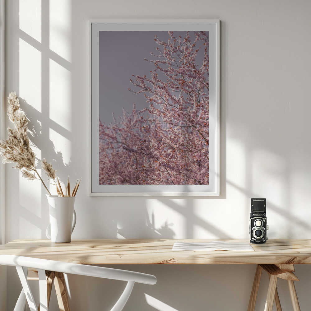 Pink Cherry Blossoms, arte de Mareike Böhmer