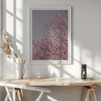 Pink Cherry Blossoms, arte de Mareike Böhmer
