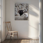 One Black Sheep, arte de Andreas Magnusson