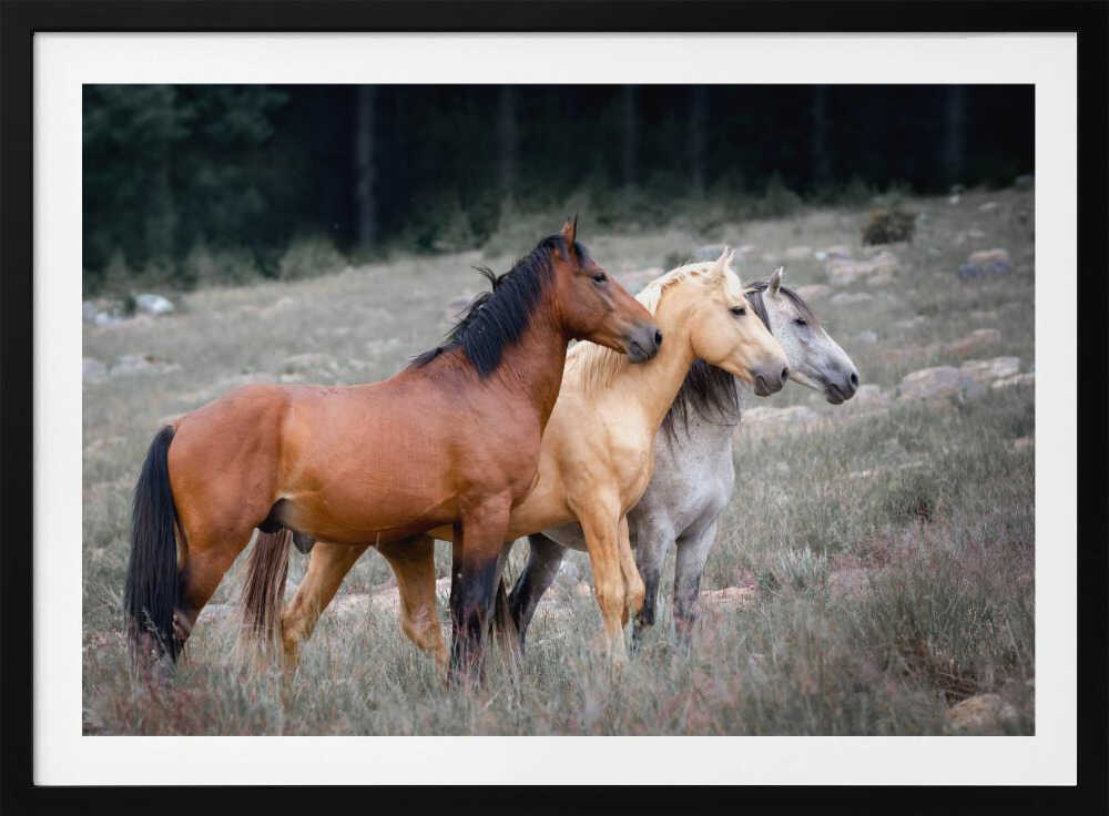Three Wild Horses, arte de Linda Louw